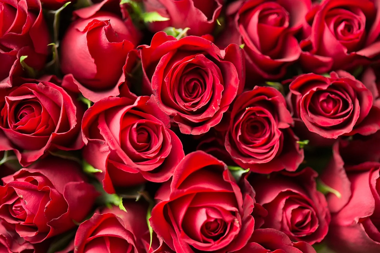 TELEMENSAGEM E FLORICULTURA  LOUCURAS DE AMOR Ligue Certo